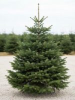 Cirsta Nordmann eglīte