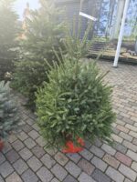 Nordmann eglīte podā - Image 3