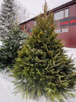 Cirsta Latvijas eglīte