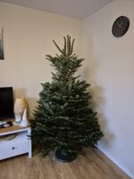 Cirsta Nordmann eglīte - Image 4