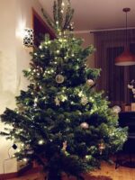 Cirsta Nordmann eglīte - Image 5