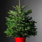 Nordmann eglīte podā