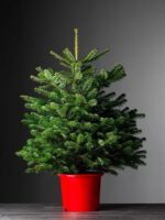 Nordmann eglīte podā