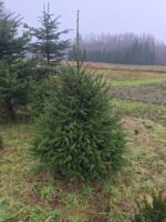 Cirsta Latvijas eglīte - Image 3