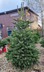 Cirsta nordmann eglīte