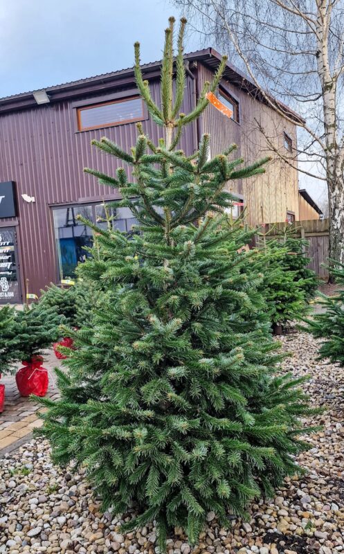 Cirsta nordmann eglīte