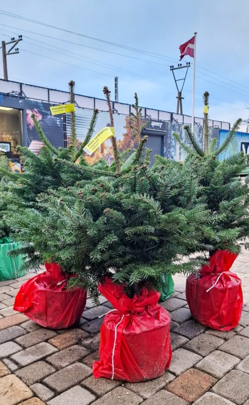 Nordmann eglīte podiņā
