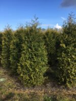 Rietumu tūja Brabant (Thuja Occidentalis Brabant)
