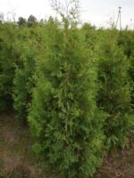 Rietumu tūja Brabant (Thuja Occidentalis Brabant) — изображение 3