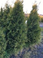 Rietumu tūja Brabant (Thuja Occidentalis Brabant) — изображение 2